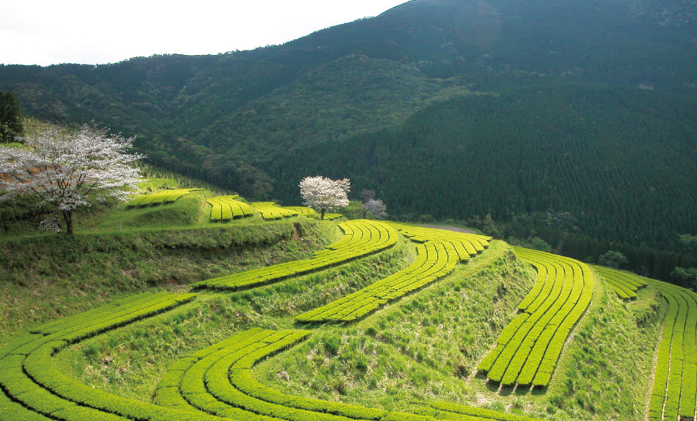 井ヶ田製茶 北郷茶園